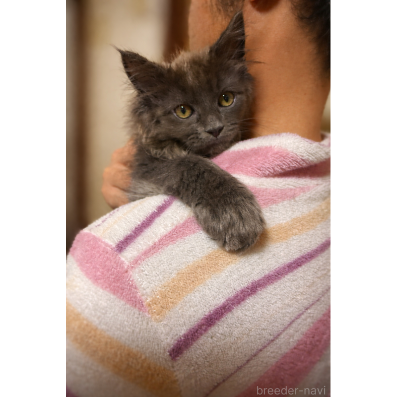 販売中の福岡県のメインクーン-137889