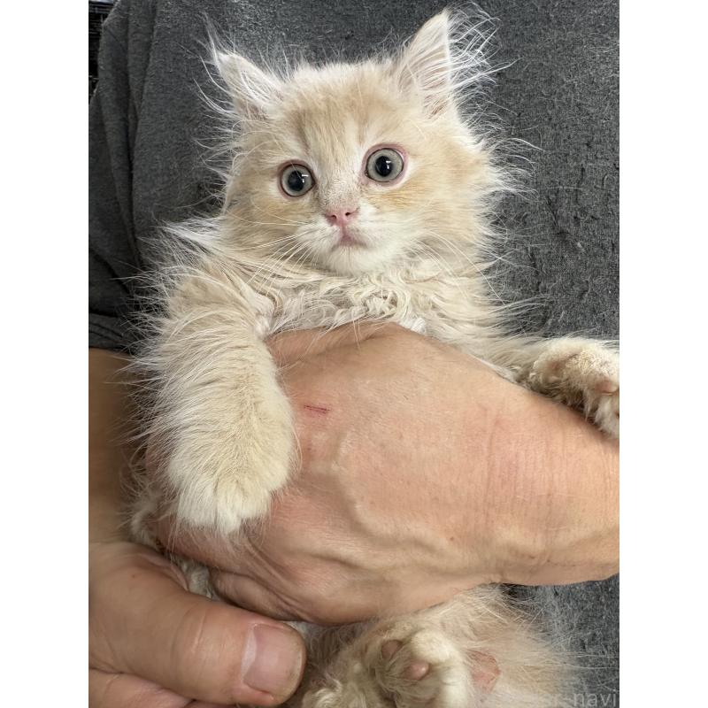 販売中の兵庫県のサイベリアン-139201の1枚目