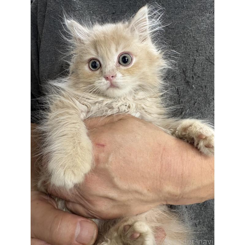 販売中の兵庫県のサイベリアン-139201の8枚目