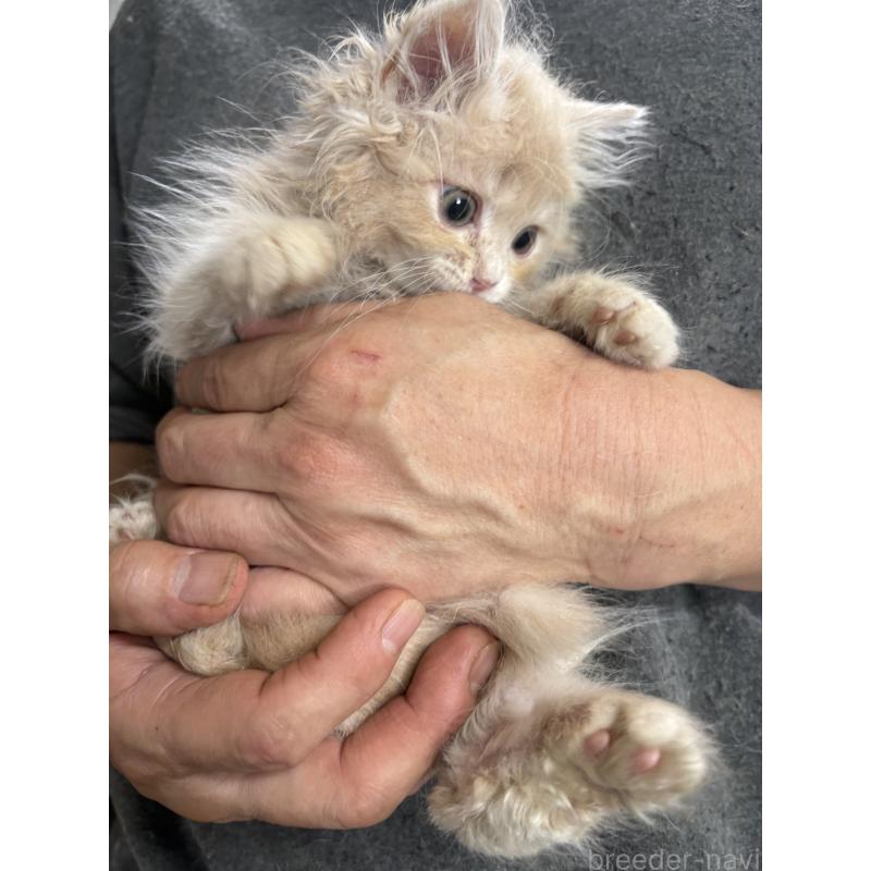 販売中の兵庫県のサイベリアン-139201の7枚目