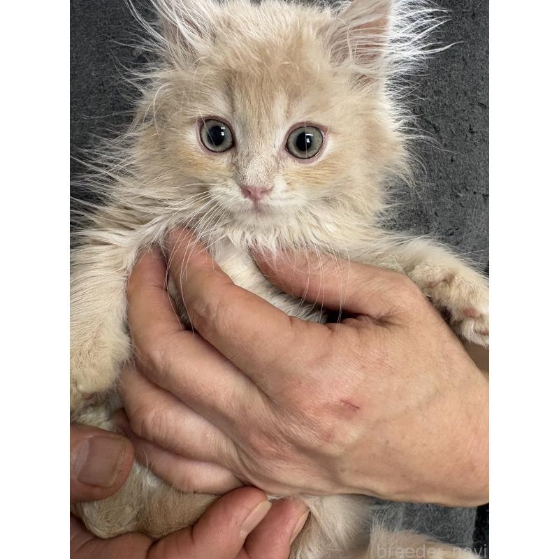 販売中の兵庫県のサイベリアン-139201の6枚目