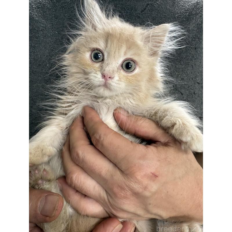 販売中の兵庫県のサイベリアン-139201の5枚目