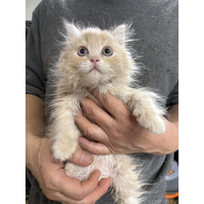 販売中の兵庫県のサイベリアン-139201の4枚目