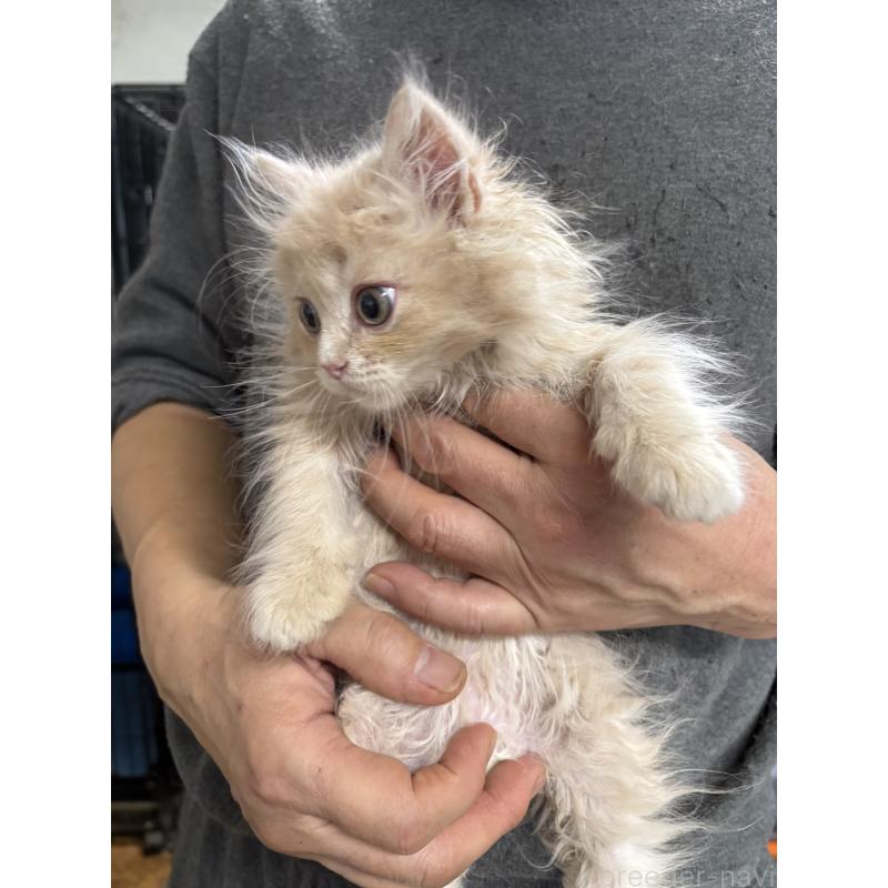 販売中の兵庫県のサイベリアン-139201の3枚目