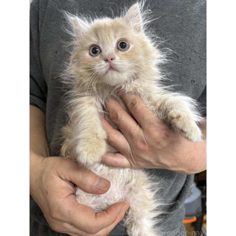 販売中の兵庫県のサイベリアン-139201の2枚目