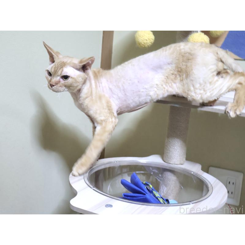 販売中の埼玉県のデボンレックス-139202の4枚目