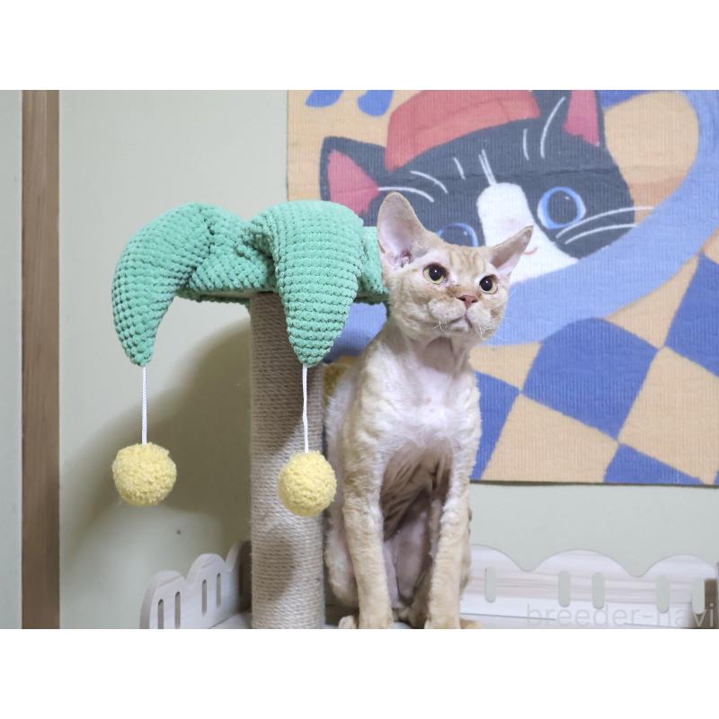 販売中の埼玉県のデボンレックス-139202の2枚目