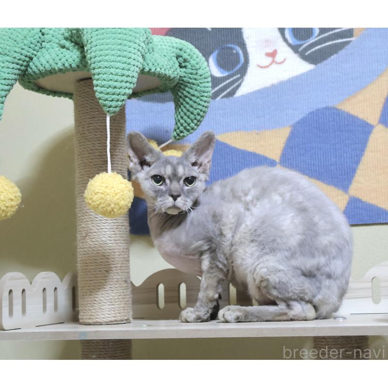 販売中の埼玉県のデボンレックス-139203の2枚目