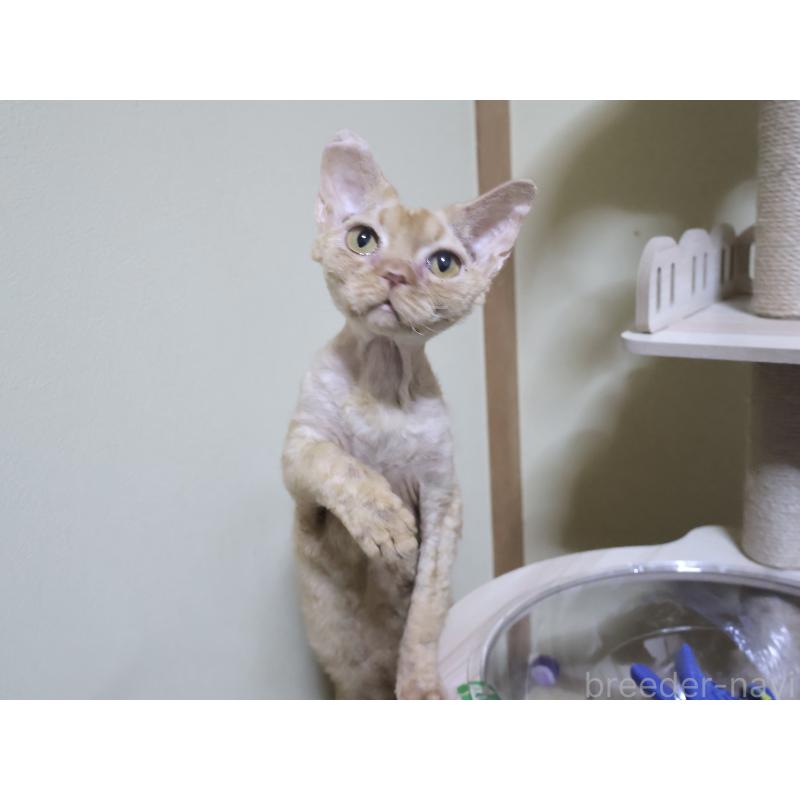 販売中の埼玉県のデボンレックス-139204の4枚目