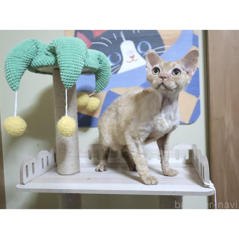 販売中の埼玉県のデボンレックス-139204の3枚目