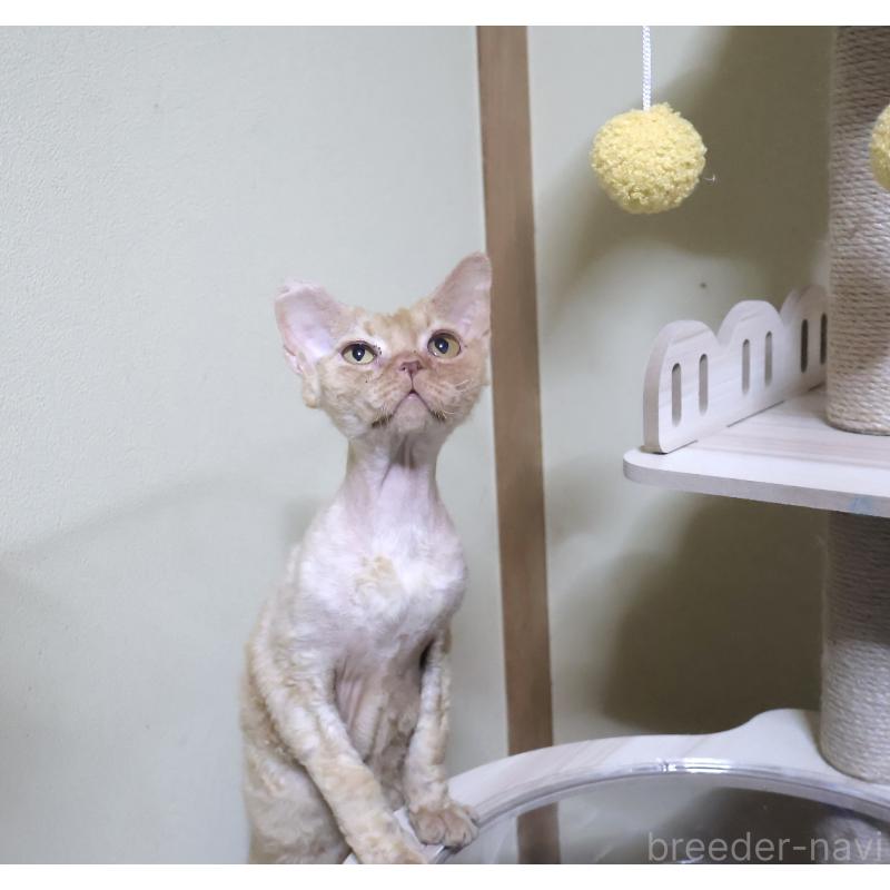 販売中の埼玉県のデボンレックス-139204の2枚目