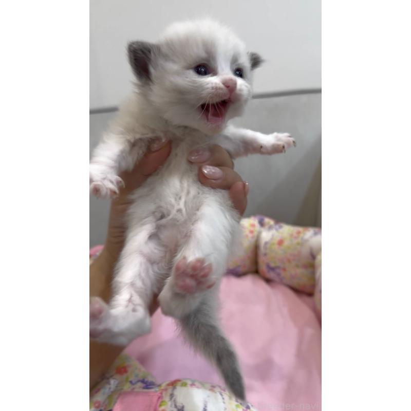 販売中の東京都のラグドール-139205の6枚目