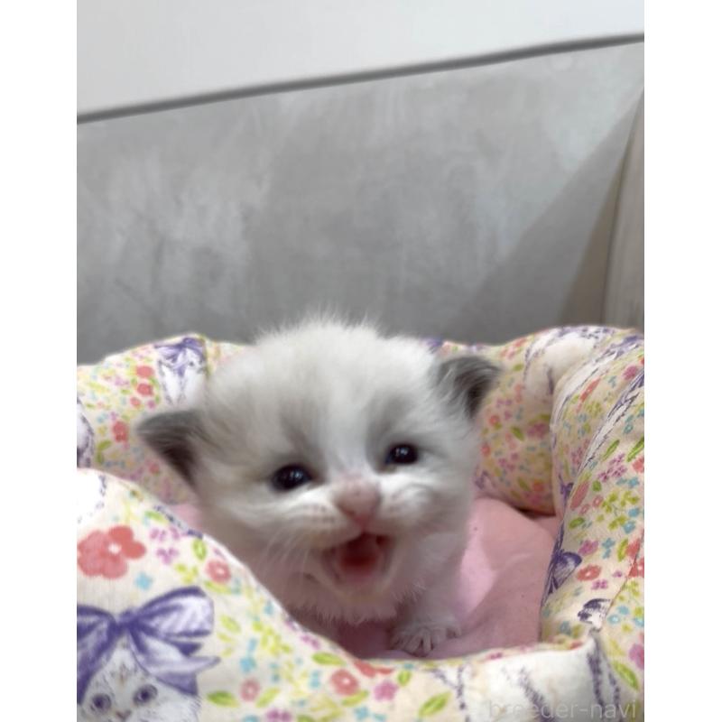 販売中の東京都のラグドール-139205の5枚目