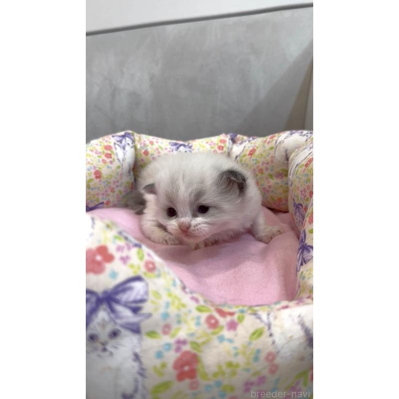 販売中の東京都のラグドール-139205の4枚目