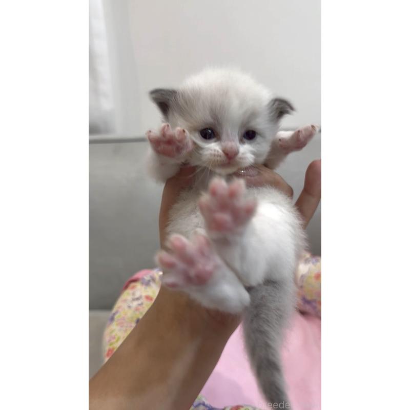 販売中の東京都のラグドール-139205の3枚目