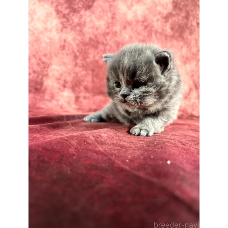 販売中の埼玉県のミヌエット-139207の9枚目