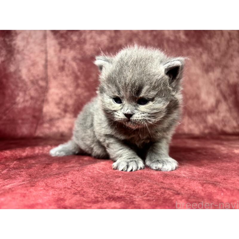 販売中の埼玉県のミヌエット-139207の8枚目