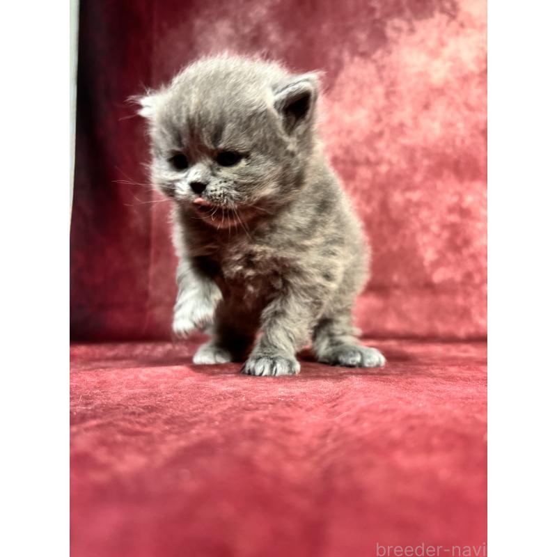 販売中の埼玉県のミヌエット-139207の7枚目