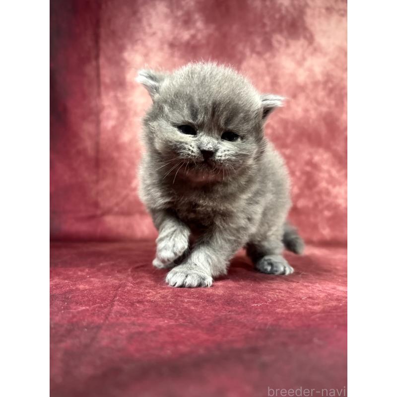 販売中の埼玉県のミヌエット-139207の6枚目