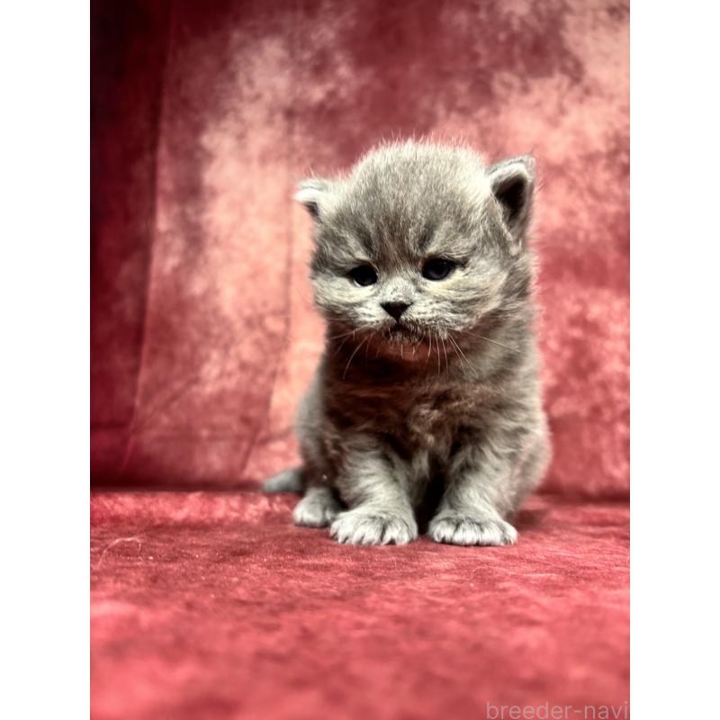 販売中の埼玉県のミヌエット-139207の5枚目