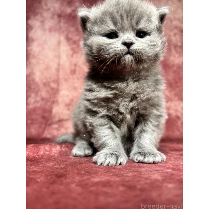 販売中の埼玉県のミヌエット-139207の4枚目