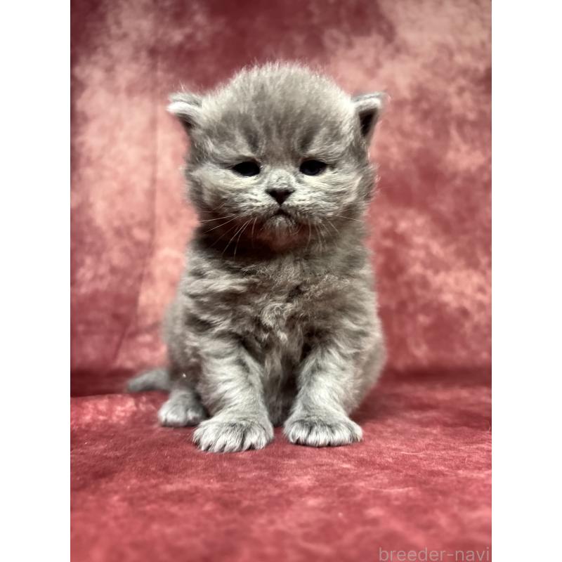 販売中の埼玉県のミヌエット-139207の3枚目