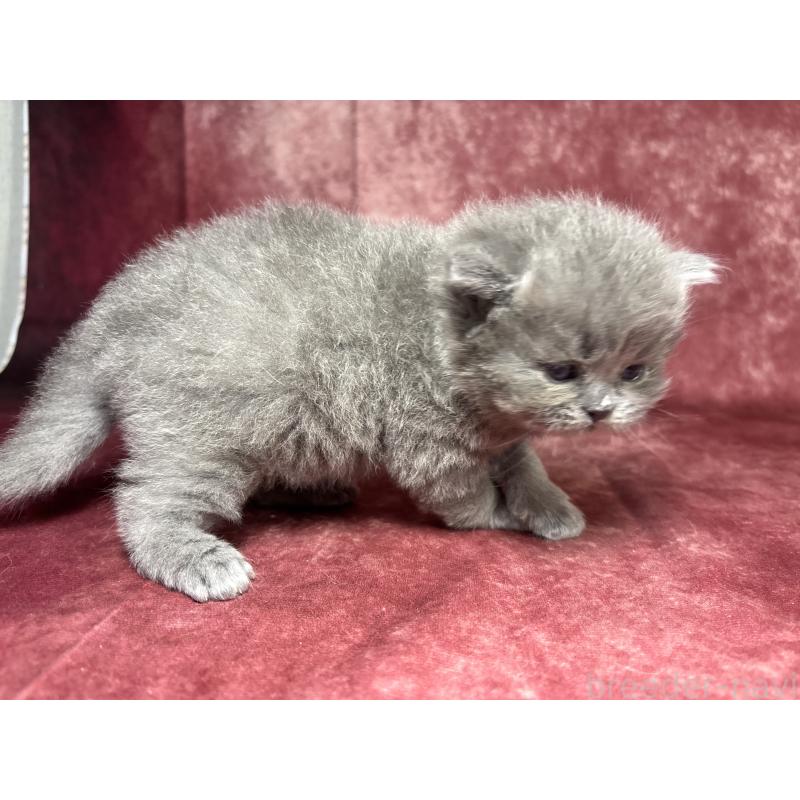 販売中の埼玉県のミヌエット-139207の2枚目