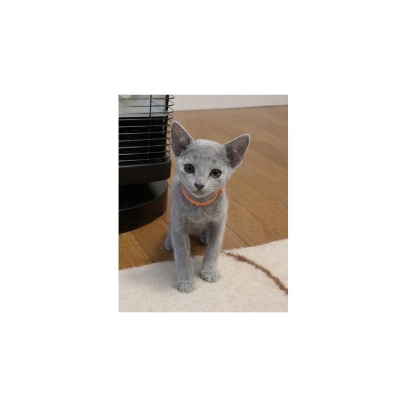 販売中の埼玉県のロシアンブルー-139016