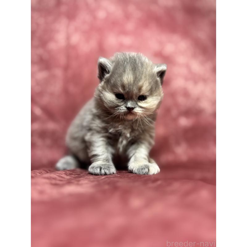 販売中の埼玉県のミヌエット-139208の9枚目