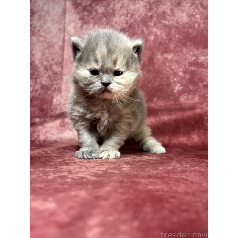 販売中の埼玉県のミヌエット-139208の7枚目