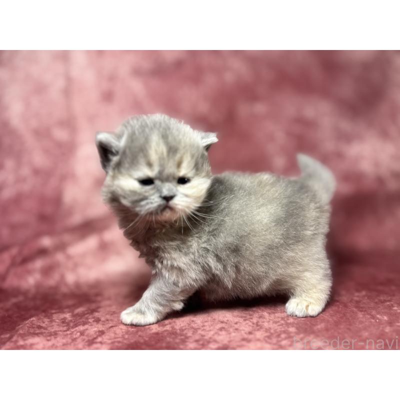 販売中の埼玉県のミヌエット-139208の6枚目