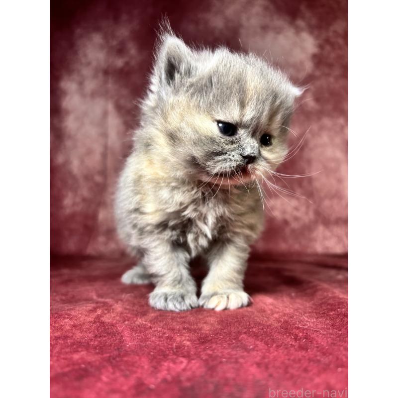 販売中の埼玉県のミヌエット-139208の5枚目