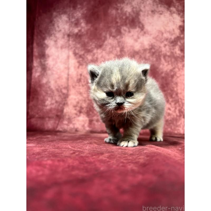 販売中の埼玉県のミヌエット-139208の4枚目