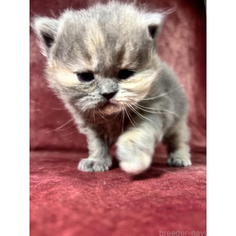 販売中の埼玉県のミヌエット-139208の3枚目