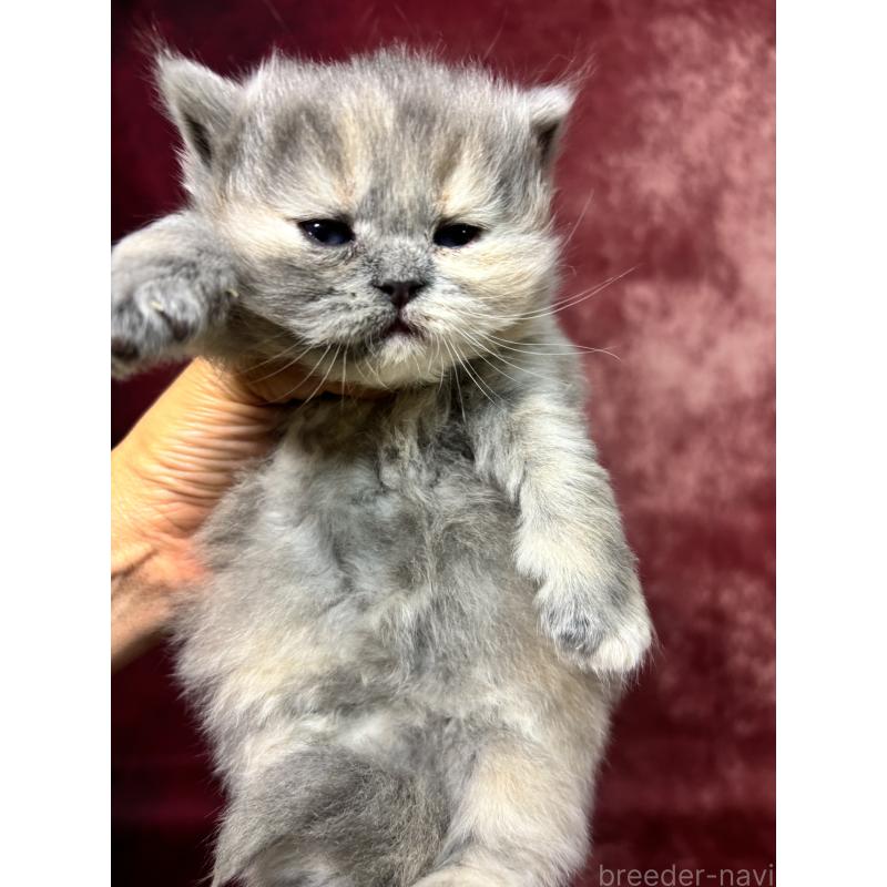 販売中の埼玉県のミヌエット-139208の2枚目