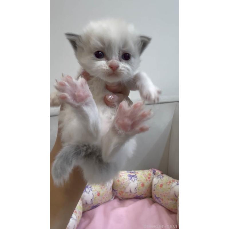 販売中の東京都のラグドール-139209の5枚目