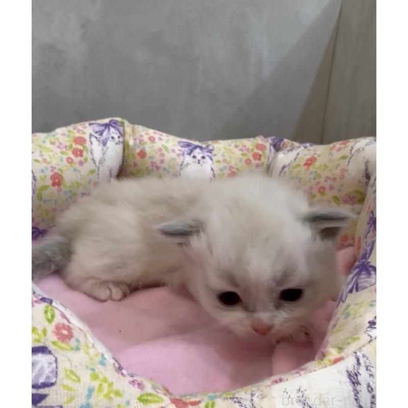 販売中の東京都のラグドール-139209の4枚目