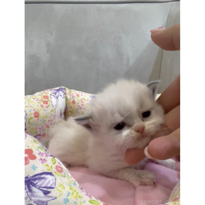 販売中の東京都のラグドール-139209の3枚目