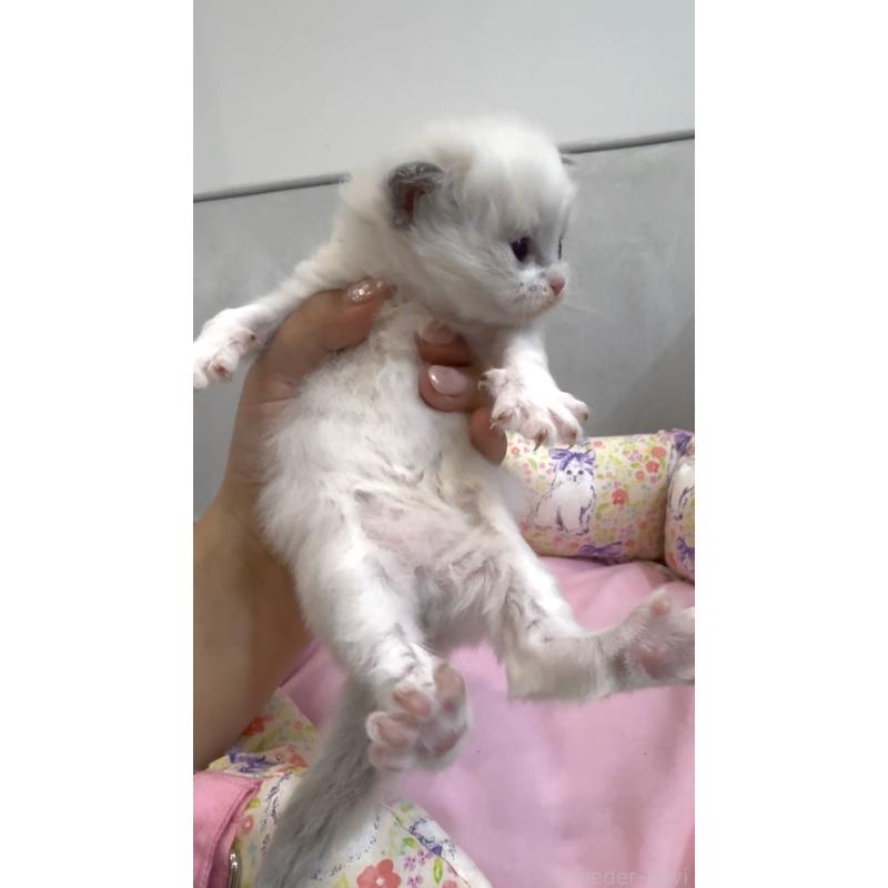 販売中の東京都のラグドール-139209の2枚目