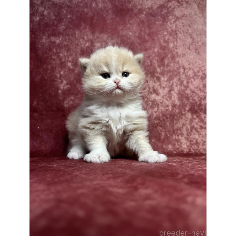 販売中の埼玉県のミヌエット-139211の9枚目