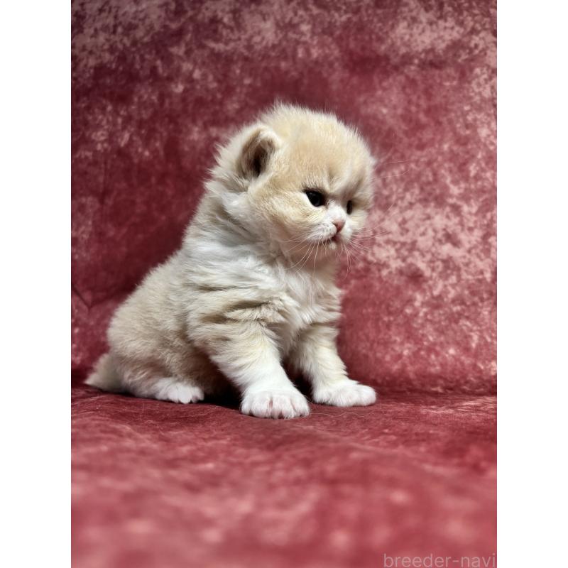 販売中の埼玉県のミヌエット-139211の8枚目