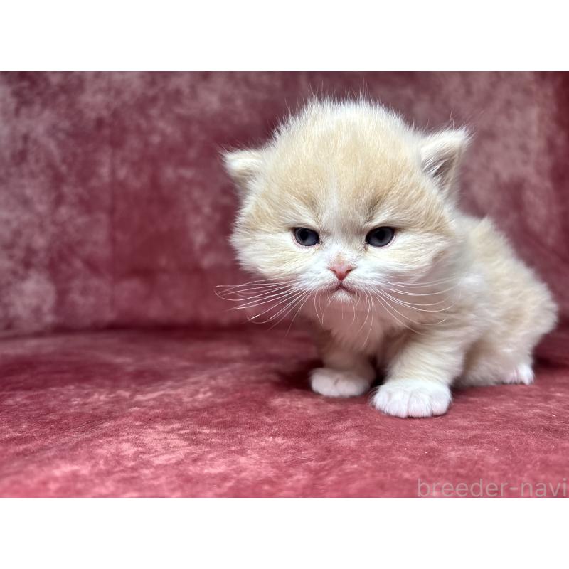 販売中の埼玉県のミヌエット-139211の7枚目