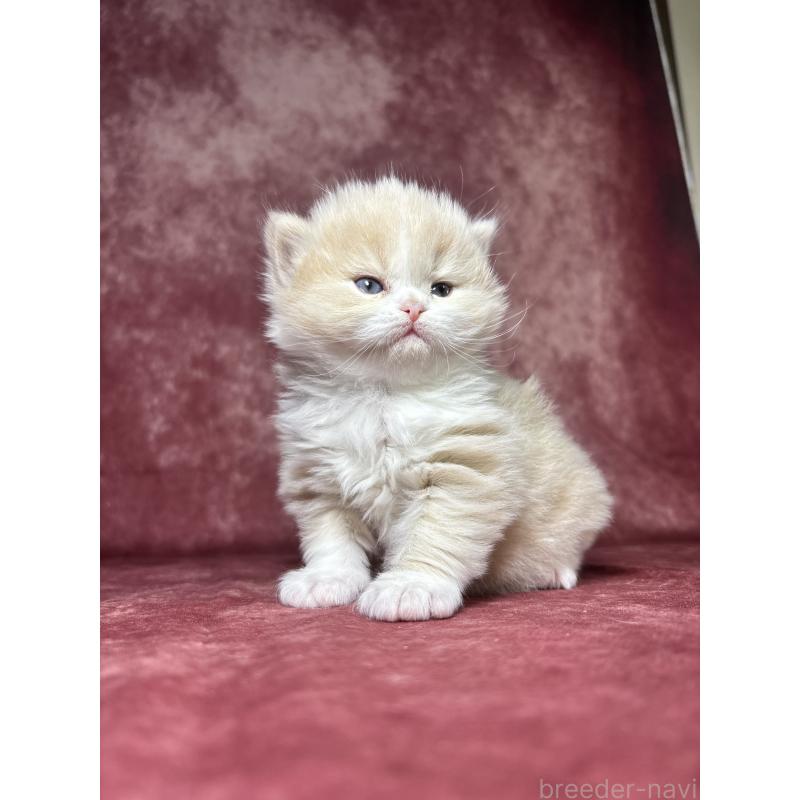 販売中の埼玉県のミヌエット-139211の6枚目