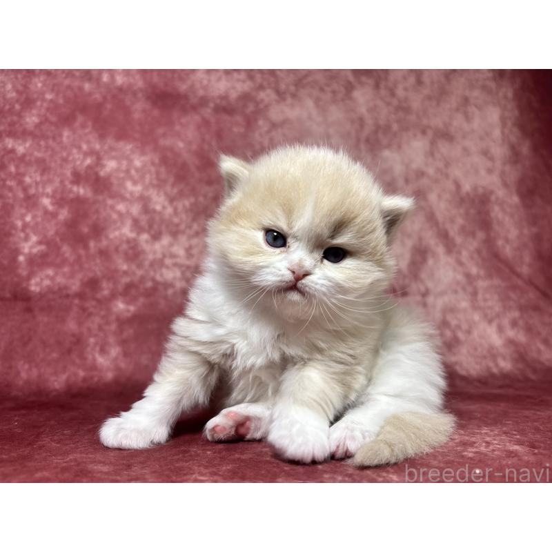 販売中の埼玉県のミヌエット-139211の5枚目