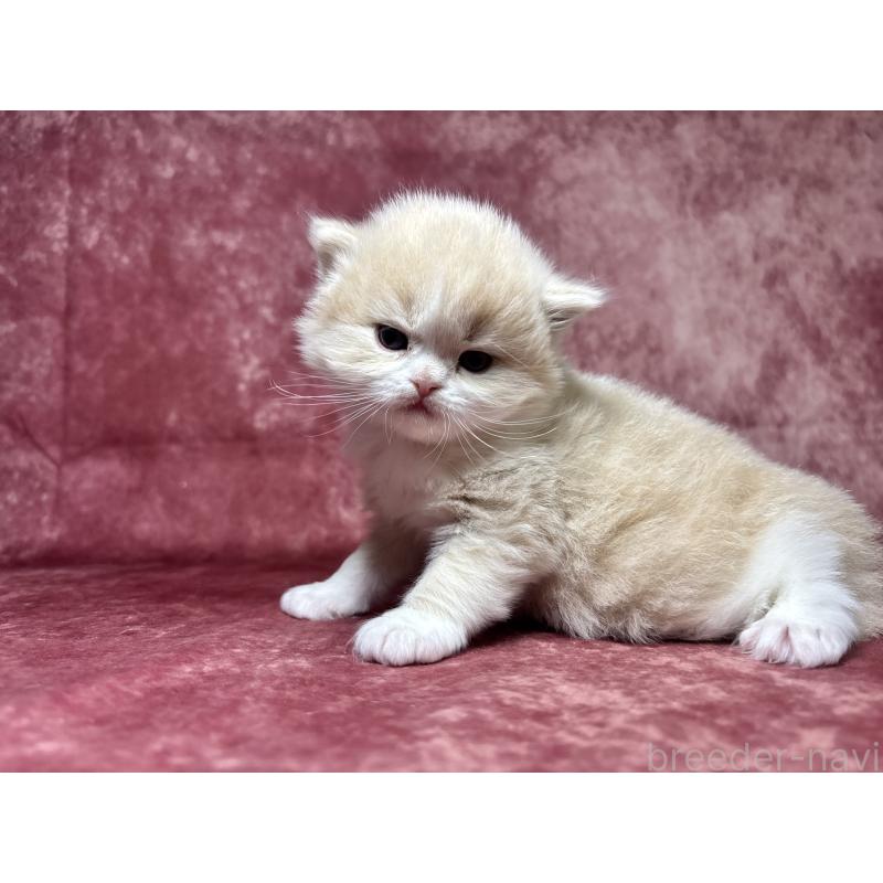 販売中の埼玉県のミヌエット-139211の4枚目