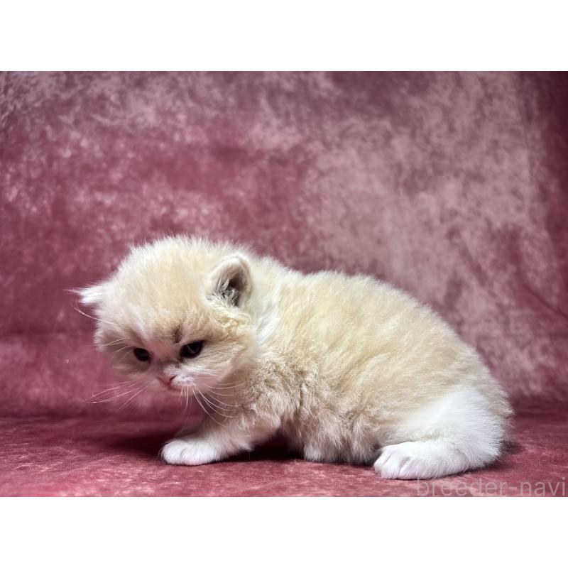 販売中の埼玉県のミヌエット-139211の3枚目