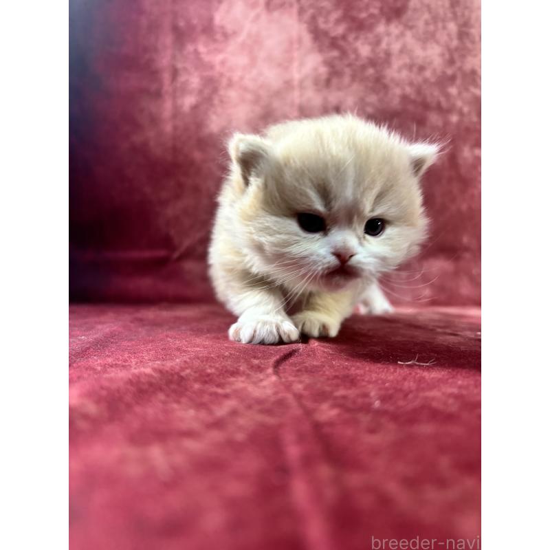 販売中の埼玉県のミヌエット-139211の2枚目