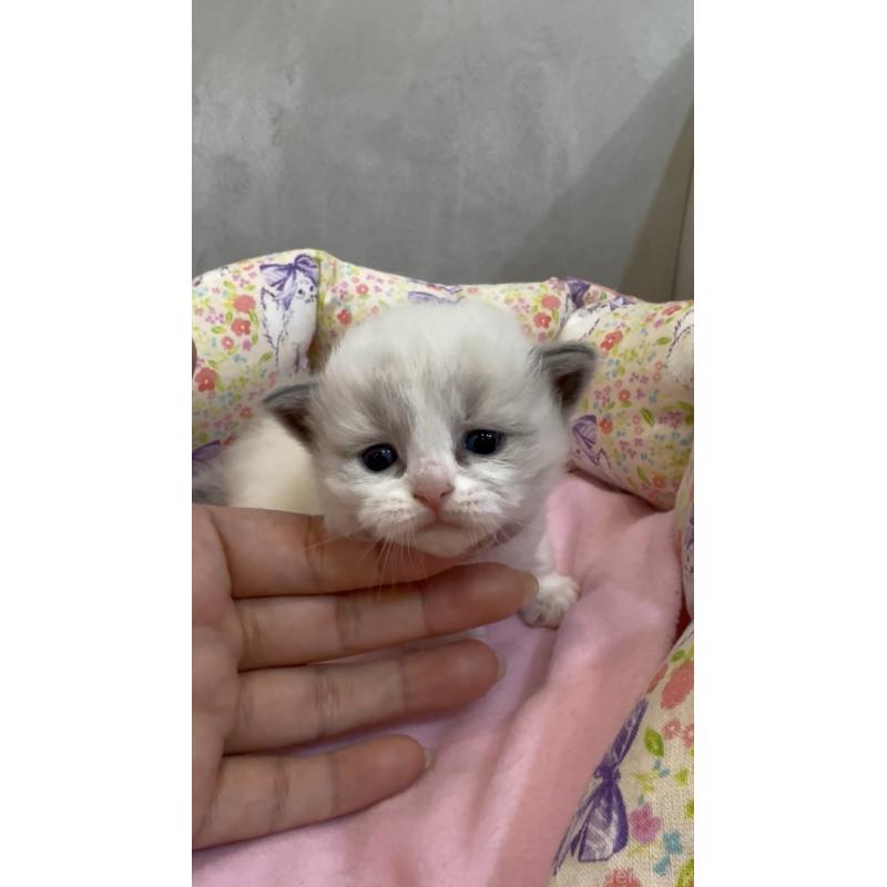 販売中の東京都のラグドール-139210の6枚目