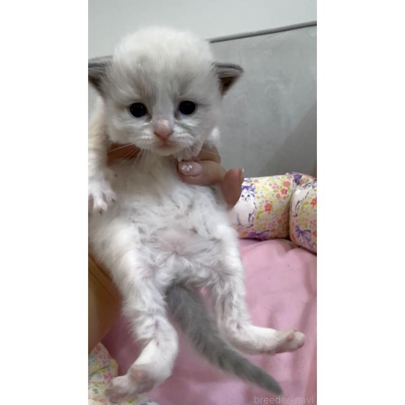 販売中の東京都のラグドール-139210の5枚目