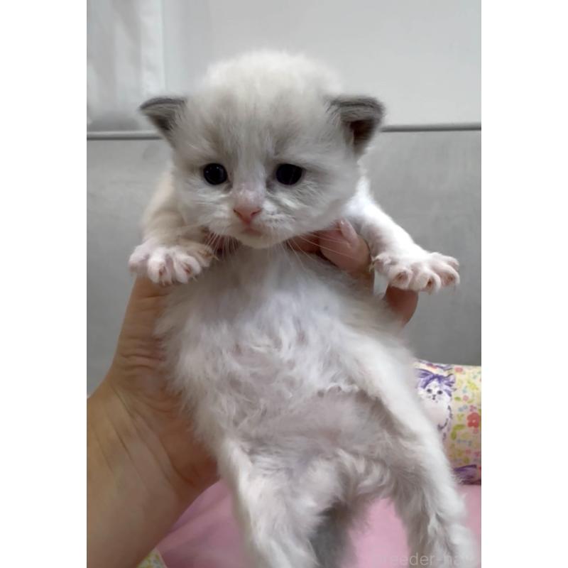 販売中の東京都のラグドール-139210の4枚目